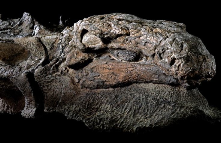 The Royal Tyrrell Museum of Palaeontology in Alberta, unveiled Nodosaur Dinosaur Mummy with skin and gust intact you can’t even see its bones.