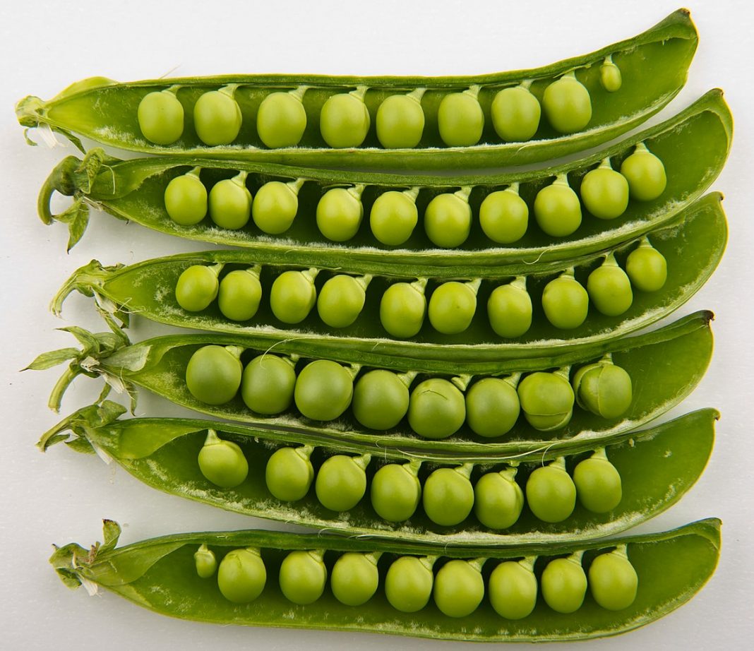How to grow Peas? these are hardy weak-stemmed, climbing annuals that have leaf like stipules, leaves and tendrils that they use for climbing