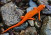Eastern Newt has both aquatic and terrestrial forms. The aquatic adult is yellowish-brown or olive-green to dark brown above yellow below.