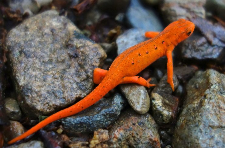 Eastern Newt has both aquatic and terrestrial forms. The aquatic adult is yellowish-brown or olive-green to dark brown above yellow below.
