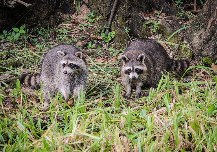 Procyonids are medium-sized omnivores that range throughout much of North America. Raccoons, coatis, and ringtails feed on insects, small mammals, birds, lizards, and fruits. Procyonids are medium-sized omnivores that range throughout much of North America. Raccoons, coatis, and ringtails feed on insects, small mammals, birds, lizards, and fruits.