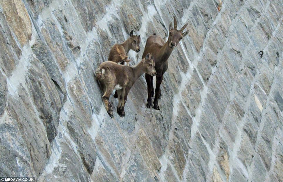 alpine-ibex-climbing-dams-7.jpg