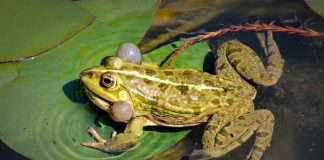 The bullfrog's (Rana catesbeiana) natural range includes the eastern and central United States and southeastern Canada.