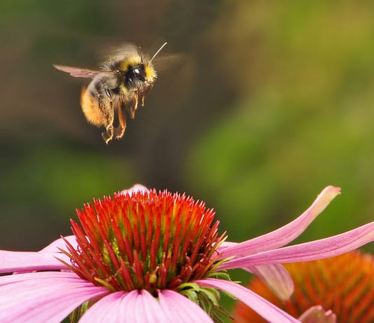 Bumblebees (bumble-bee, or humble-bee) and a few other insects are warm-blooded animals. They can be powerhouses producing energy by rapidly flexing their flight muscles.