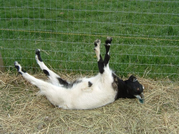 Fainting Goats in Tennessee is famous in local market for meat source, The strictly muscular goats but docile much easier to care and maintain