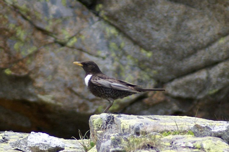 Ring Ouzel resembles with common Blackbird in size, shape, and basic coloration with a prominent white breast band and whitish wing feathers Ring Ouzel resembling with common Blackbird in size, shape and basic coloration with a prominent white breast band and whitish wing feathers