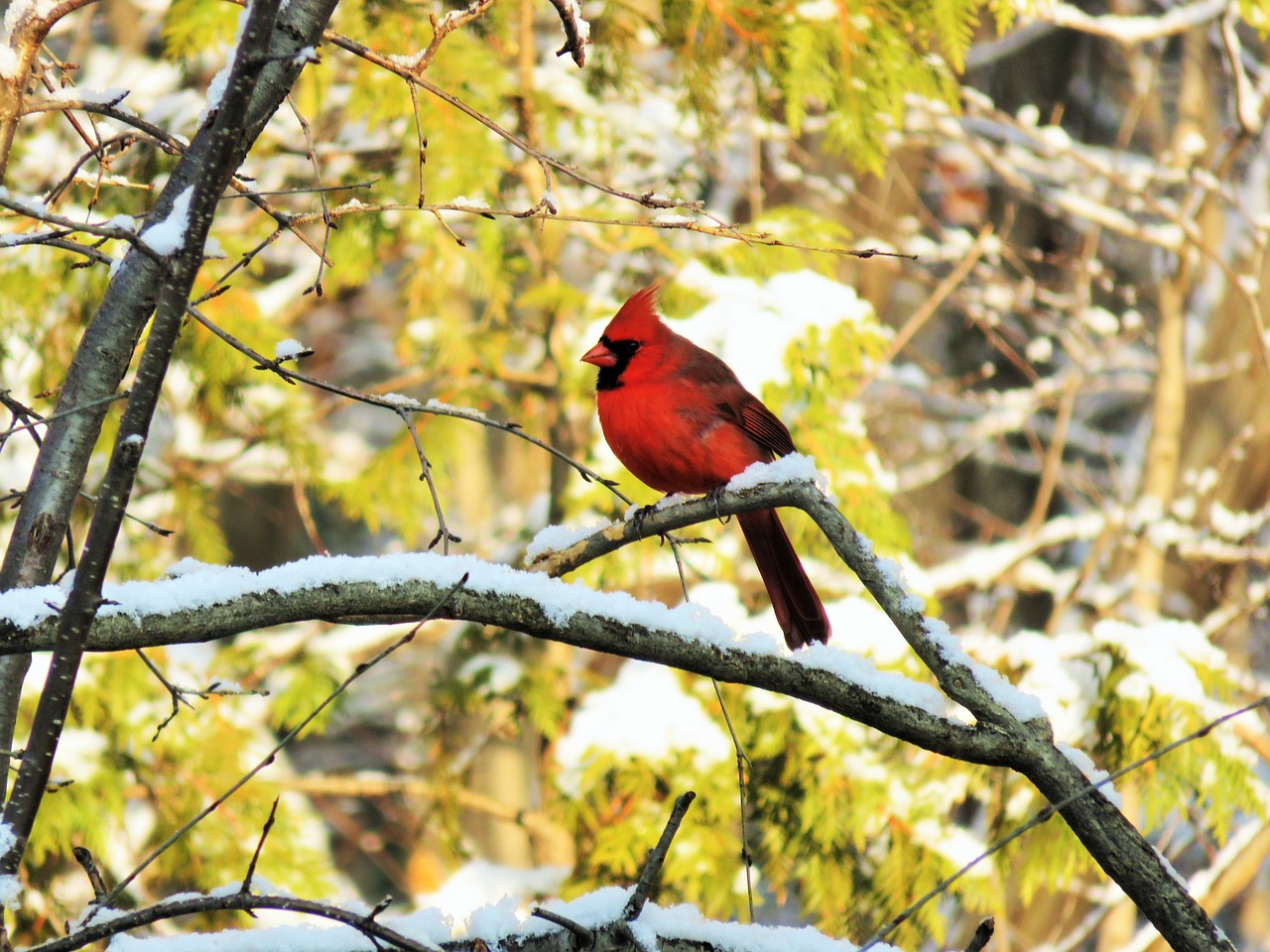 What Is Cardinal Bird Meaning Charismatic Planet