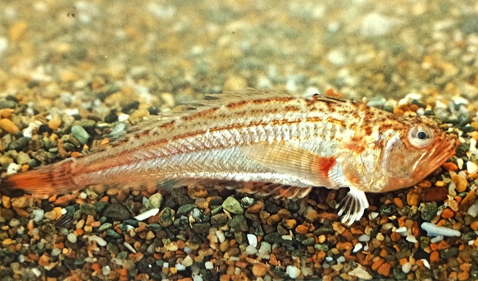 sugar mama dating sites free