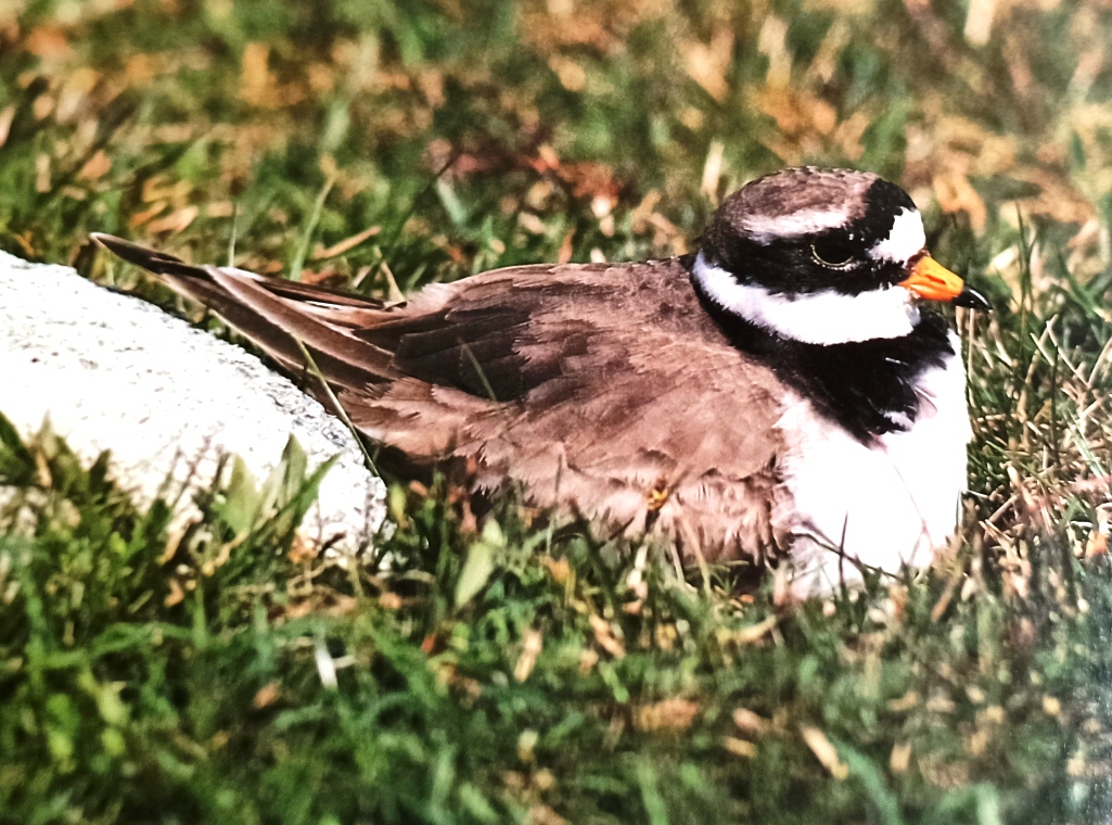 A ringed plover is resting on the turf. There are two ways you can tell it is not a little ringed plover, even without seeing both birds together