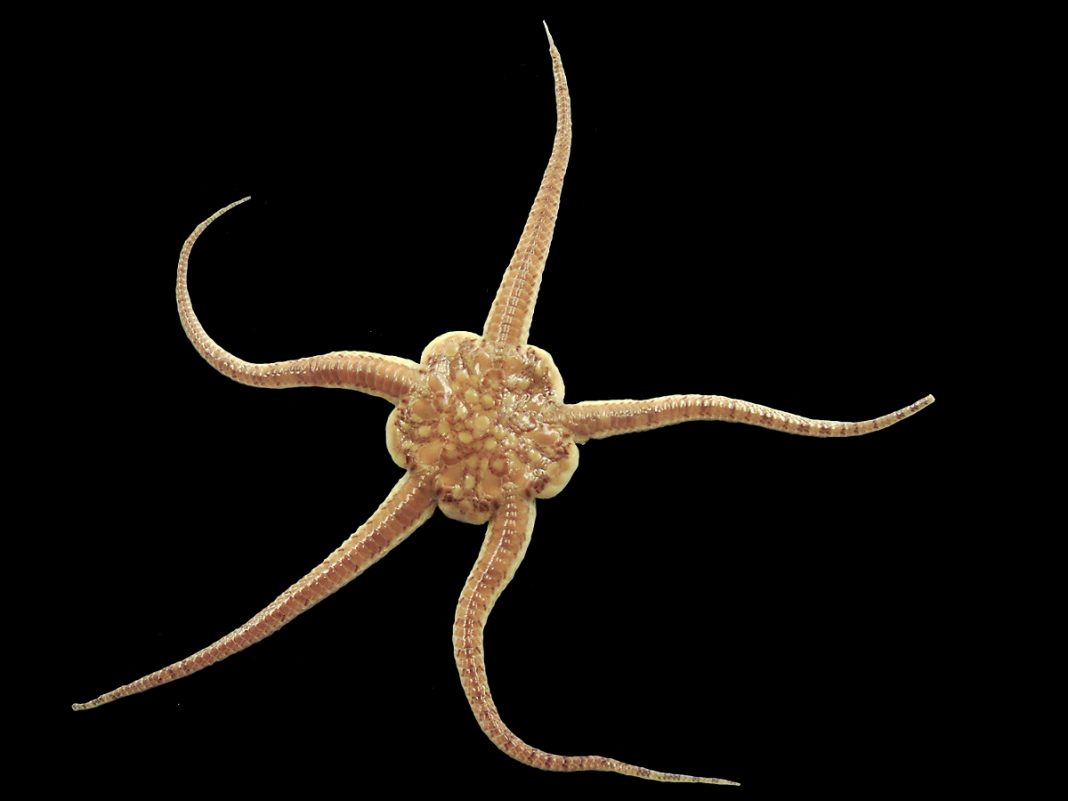 The looking like Long-Limbed versions of their close relatives, the starfishes, brittle star occurs in huge numbers around the sea coast.