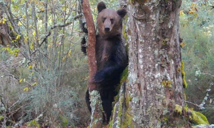 Rare Brown Bear Spotted in Spain’s National Park in 150 Years Rare Brown Bear Spotted in Spain’s National Park in 150 Years