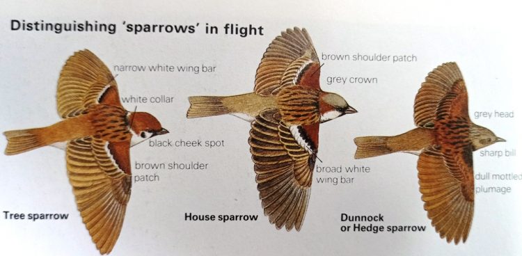 Difference Between a Tree Sparrow and House Sparrow