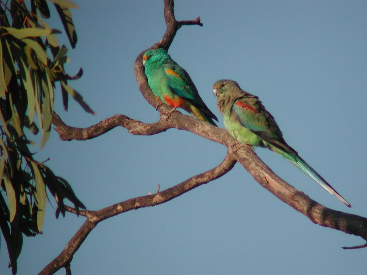 Male and female Mulga Parrots