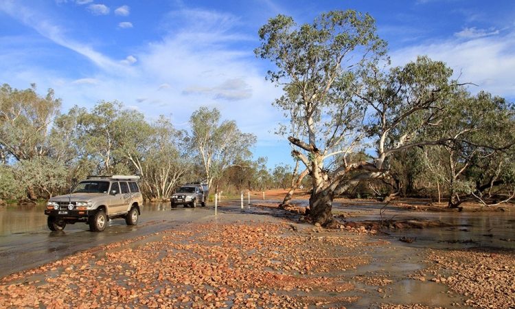 Currawinya inside a 25 square kilometer predator and feral animal-proof enclosure funded by public donations and built with the assistance of volunteers.