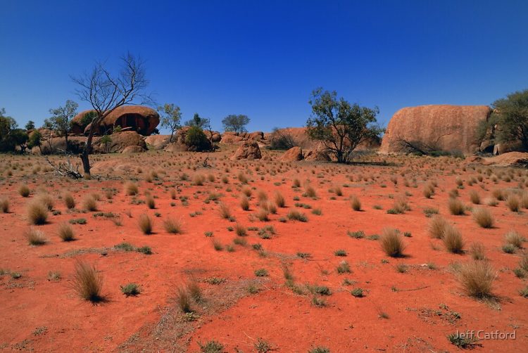 Uncommon and important shrubs and trees include inland belah Casuarina cristata subsp. pauper, Melaleuca densispicata and black blue bush Maireana pyramidata.