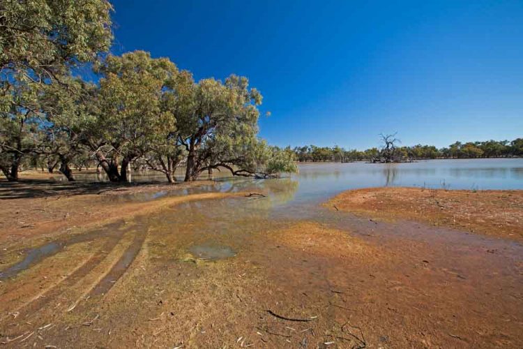 Currawinya’s wetlands regularly support up to 100 000 water birds. Of particular importance are lakes Numalla and Wyara