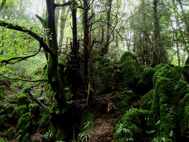 Puzzlewood is an ancient woodland tourist attraction in Gloucestershire located inside the Forest of Dean near Coleford. 