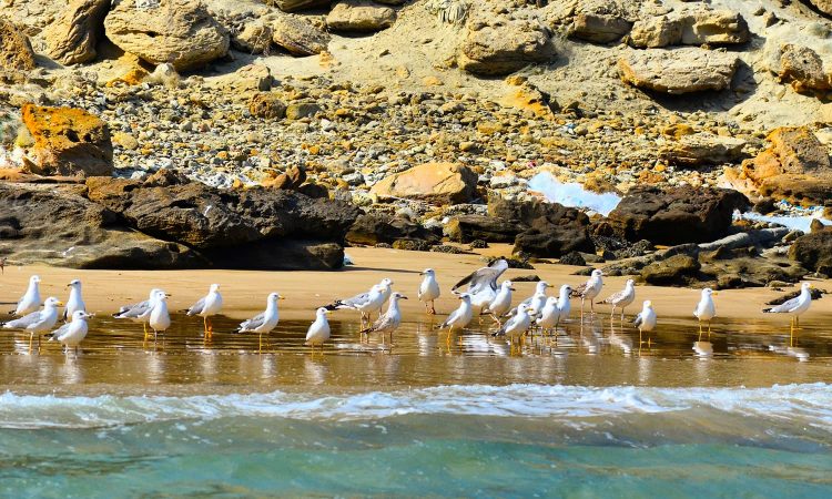 The majestic sandy beaches offering nesting grounds for different bird species such as gulls, godwit, curlews, coursers, plovers, sanderling, endangered green sea turtle