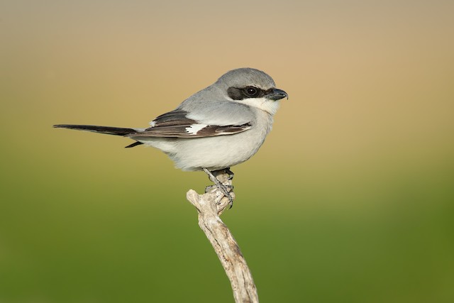 The Loggerhead Shrike is a conspicuous and fairly common nesting species in the sagebrush habitat of the Snake River Plain.