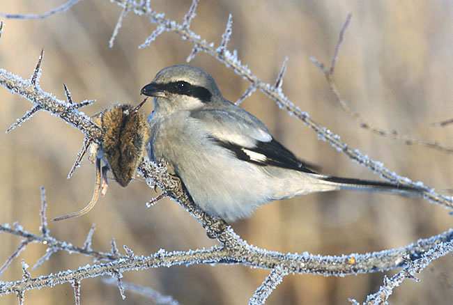 This was significantly fewer than the previous year. Additionally, only one nesting pair successfully fledged young.