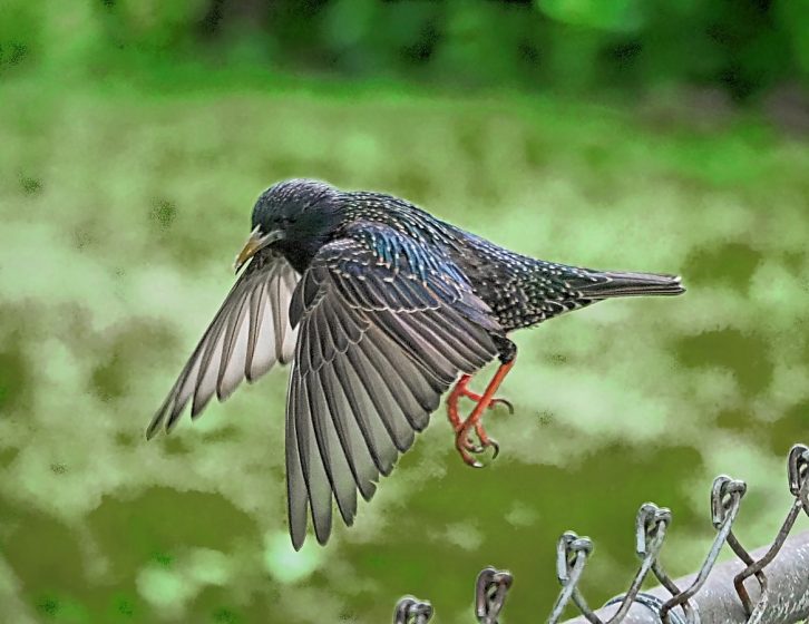 Starling Birds in Flight