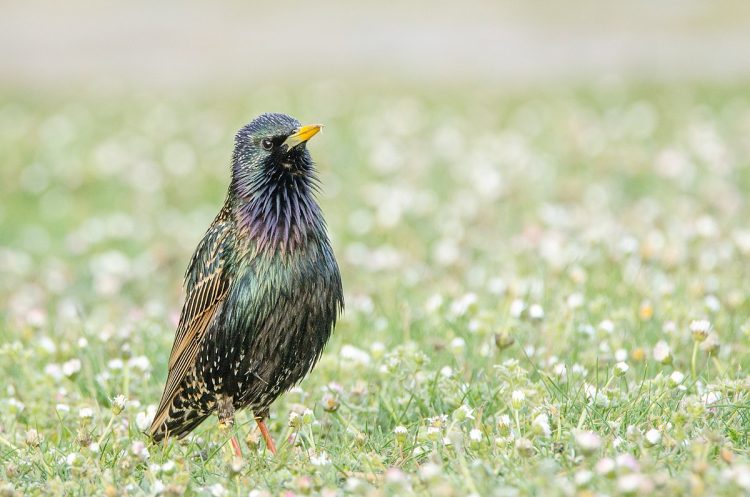 Starling birds are familiar to birdwatchers, today its superb iridescent plumage would rank it as one of the most beautiful of British Birds.
