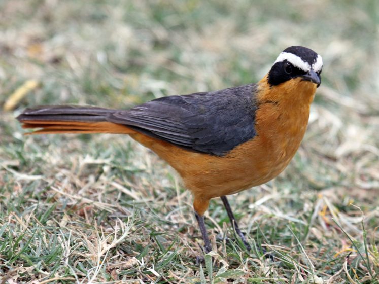 Heuglin’s Robin diet consists of many different things, like beetles, ants, termites, and some other insects, arthropods, frogs, and variable fruits. The robin likes to bathes in water.