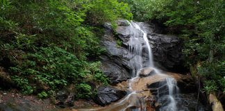 Log Hollow Falls is a 25ft waterfall in the Pisgah National Forest, Carolina. A steep cascade with several sections of free-falling water.