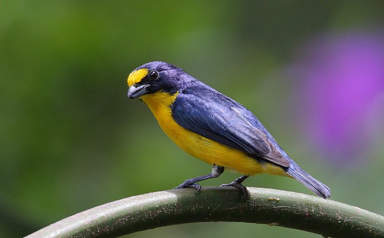 The Yellow-throated euphonia ranges from southern Mexico to western Panama, through the lowlands of both coasts and into the highlands to an altitude of possibly 4000 feet above sea level.