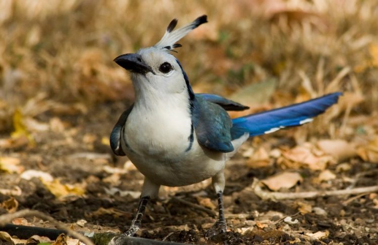 The white-throated magpie is a very noisy, gregarious bird, mostly likes to travel with flocks, mobbing its observers.