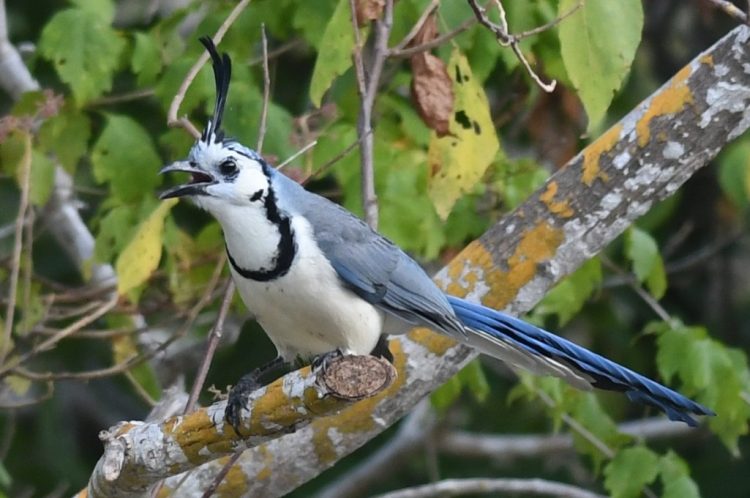 The White-throated Magpie-Jay is found in savannas, dry forests, gallery forests, farmsteads, ranches, backyards, and woodlots.