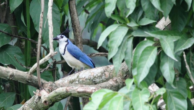 Roaming in family groups, these intelligent and omnivorous jays search for small lizards, caterpillars, frogs, beetles, grasshoppers, katydids, and cockroaches.
