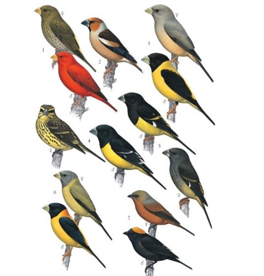 30 Most Beautiful Finches in Asia 30 Most Beautiful Finches in Asia