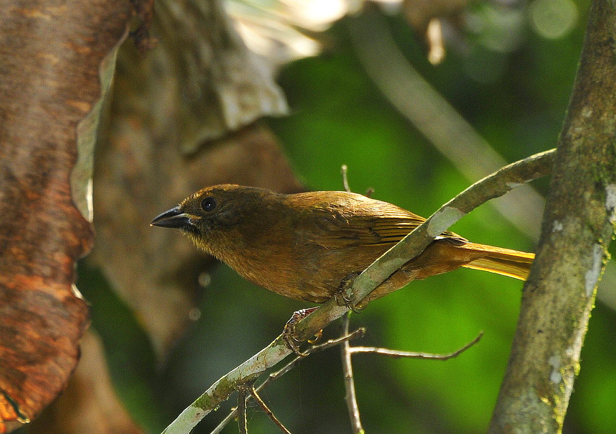 Female Red ant Tanager “Habia rubica” Female Red ant Tanager “Habia rubica”
