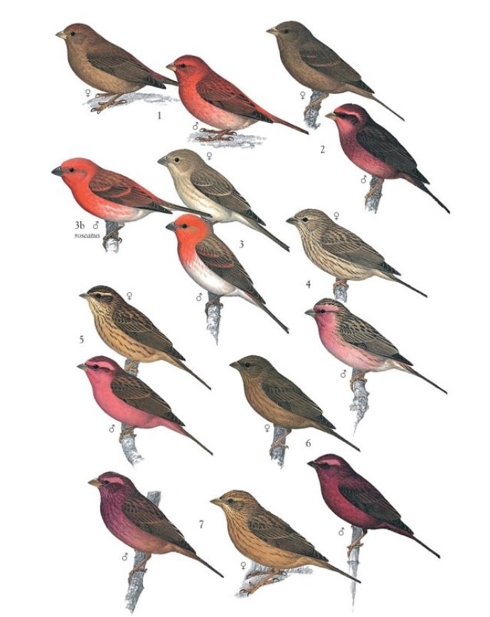 30 Most Beautiful Finches in Asia