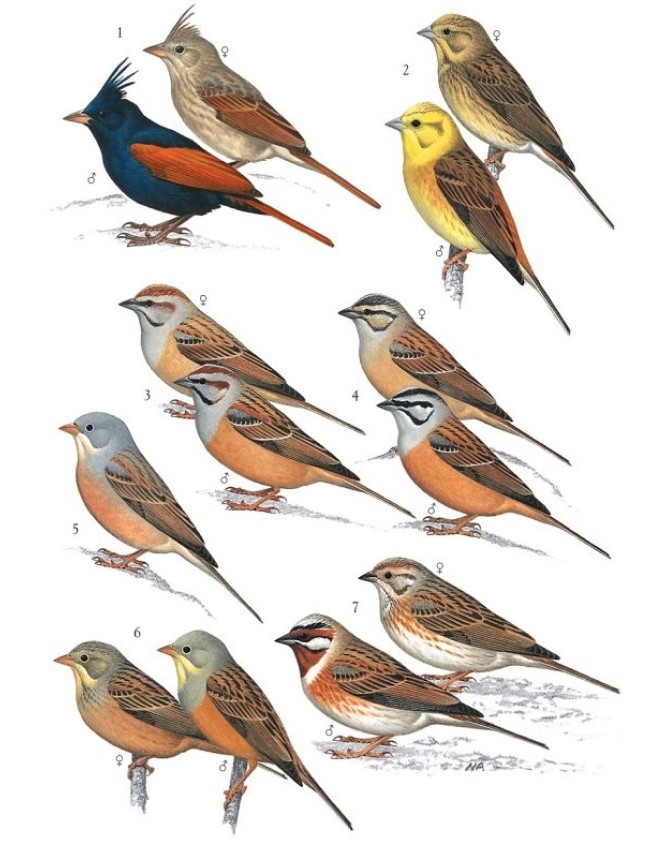 30 Most Beautiful Finches in Asia