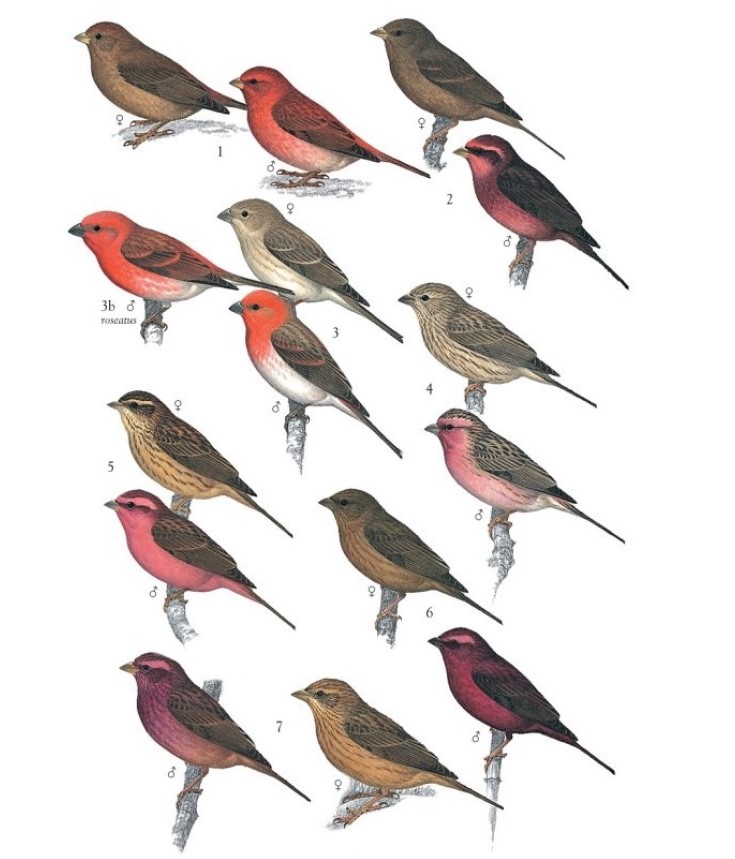 30 Most Beautiful Finches in Asia