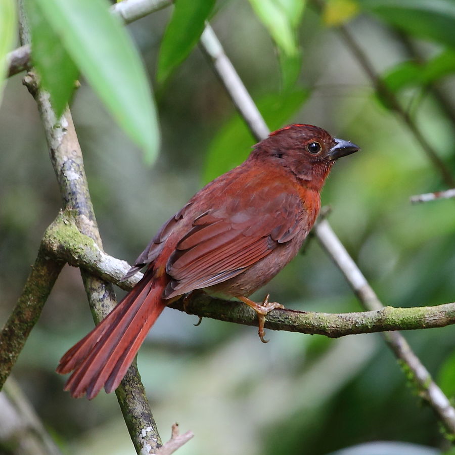 Male Red ant Tanager “Habia rubica” Red ant Tanager “Habia rubica”