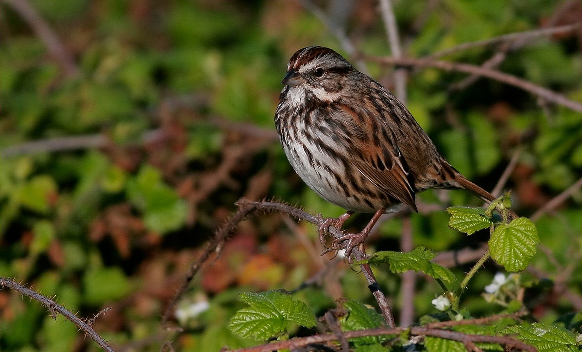Song Sparrow Call consists of a combination of repeated notes, rapidly passing isolated notes, and trills very crisp, clear, and precise.