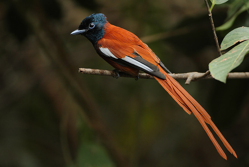 The Paradise Flycatcher Terpsiphone viridis is common over the south and east of southern Africa and also occurs more sparsely in parts of the western interior.