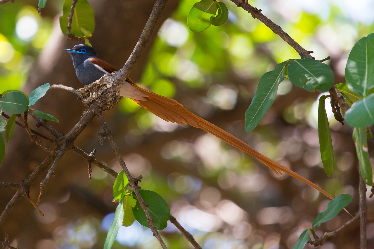 african paradise flycatcher 4999031 1280