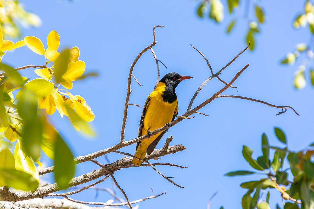 The Black-headed Oriole (Oriolus larvatus) occurs widely in woodlands from East Africa southwards.