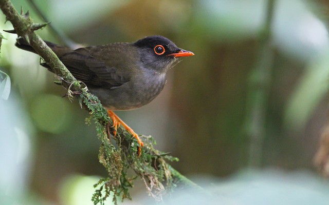 The black-headed nightingale-thrush belongs to the family Turdidae and breeds in the cloud forest and subtropical humid montane forest.