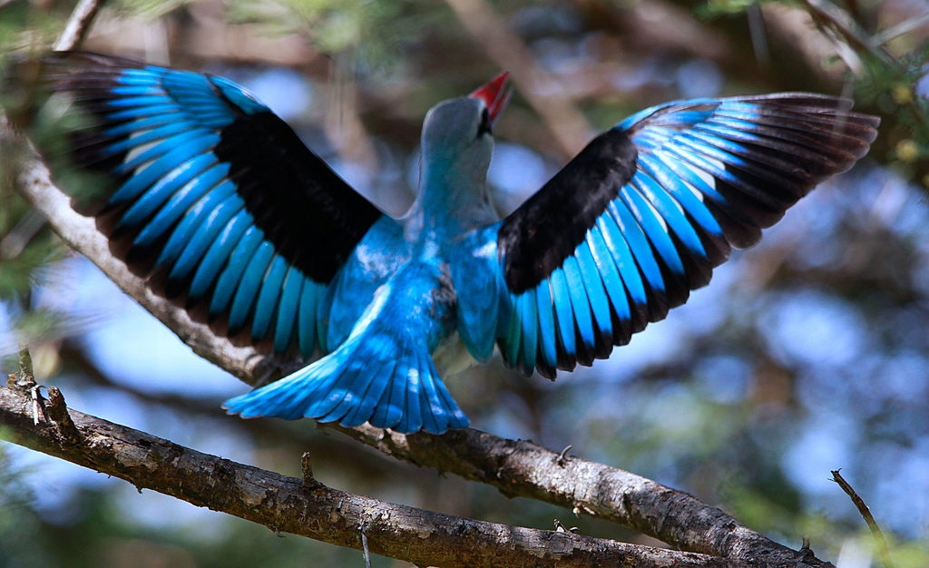 It has a wonderfully remarkable display in which the wings are spread to show the white linings and with a distinctive bicolored bill.