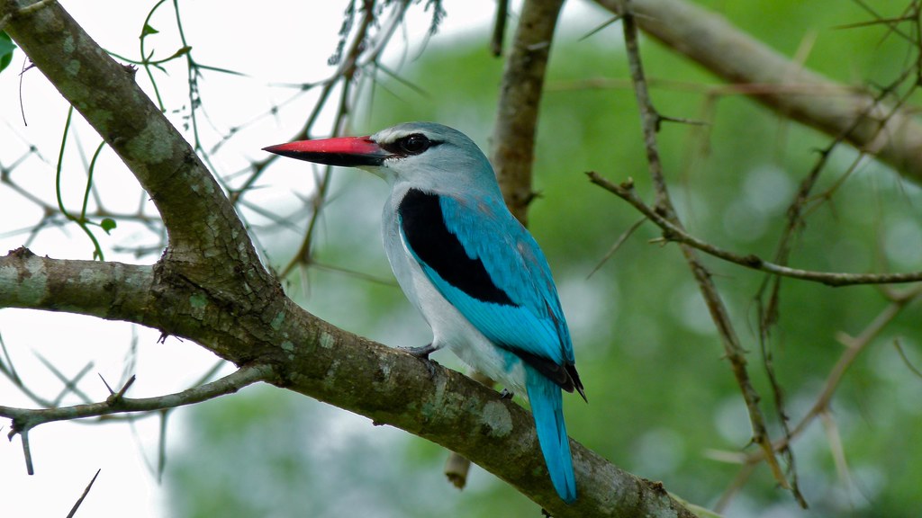 it is typically found in pairs, occupying relatively large territories, even in optimum habitat.