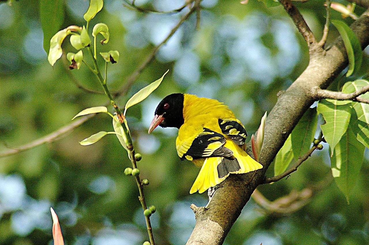 The Black-headed Oriole (Oriolus larvatus) occurs widely in woodlands from East Africa southwards.