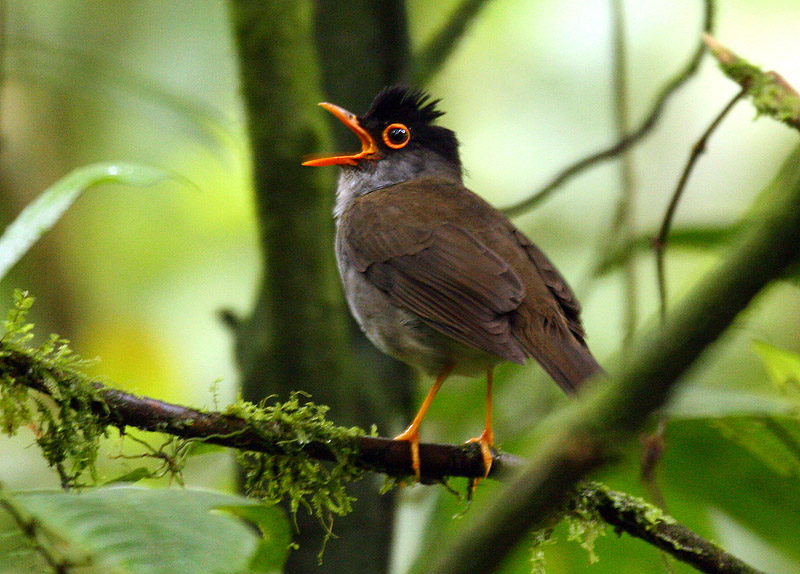 The TX Black-headed Nightingale-Thrush sang during May-early August, and again in late October, before vanishing.