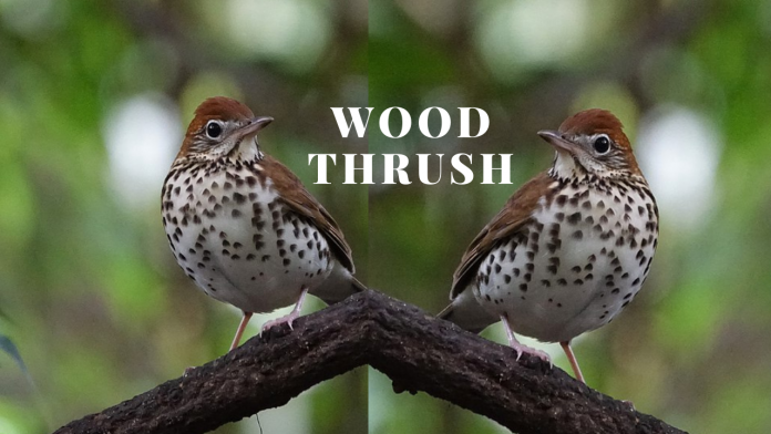 Wood thrush song has been observed to have one of the most hearts touching song in North American birds.