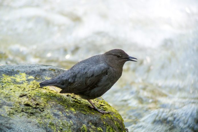 The American dipper (Cinclus mexicanus), also known as a water ouzel, is a fascinating dark gray bird found in fast-flowing, boulder-strewn streams in Costa Rica's mountains and foothills.