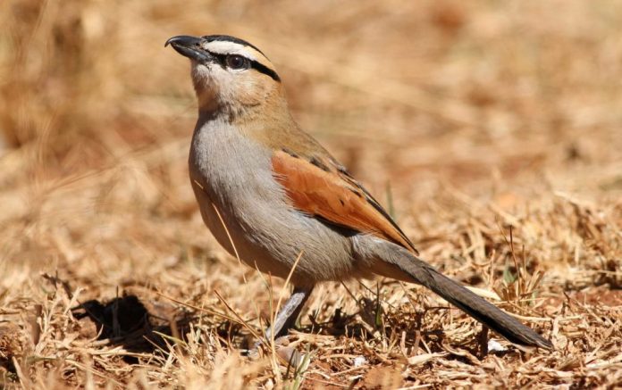 The Black-crowned tchagra breeding data indicate a long summer-breeding season.